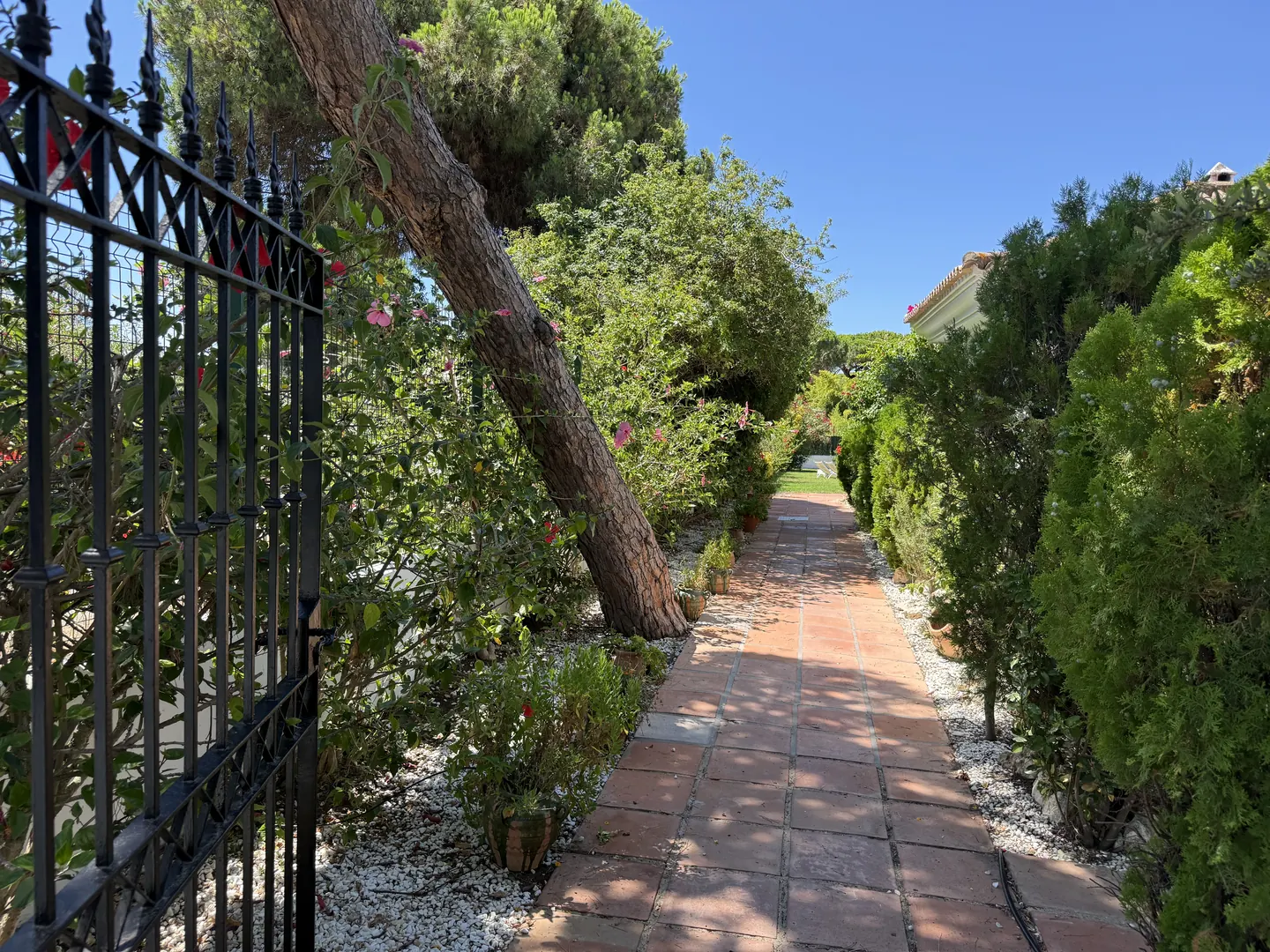 L’allée d’arrivée sous les pins